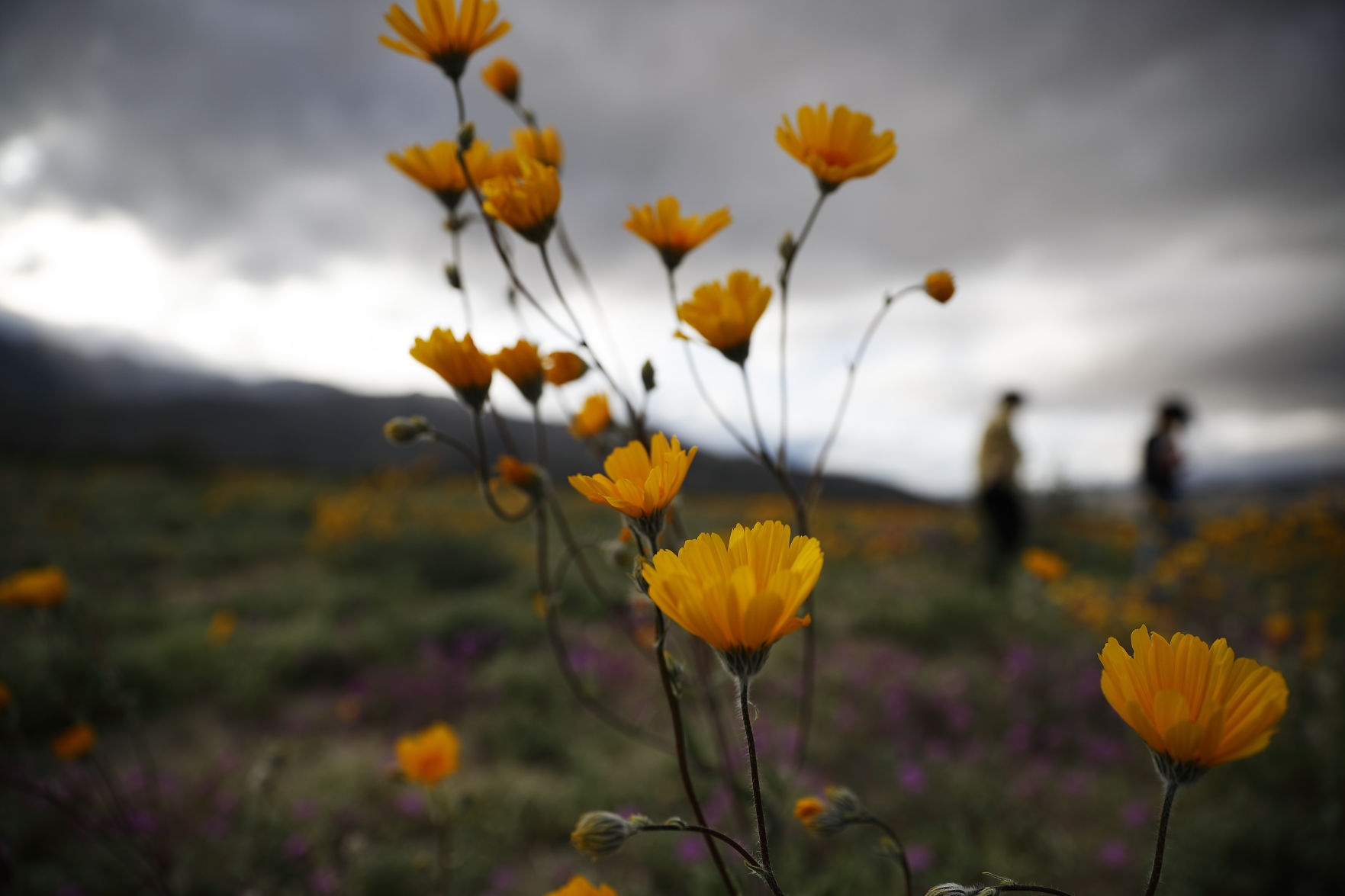 Desert Super Bloom
